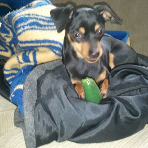 Meet your Posher, Dawna